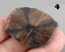 You Choose!  Chiastolite Polished Slice