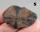 You Choose!  Chiastolite Polished Slice