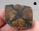 You Choose!  Chiastolite Polished Slice
