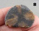 You Choose!  Chiastolite Polished Slice