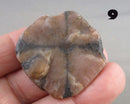 You Choose!  Chiastolite Polished Slice