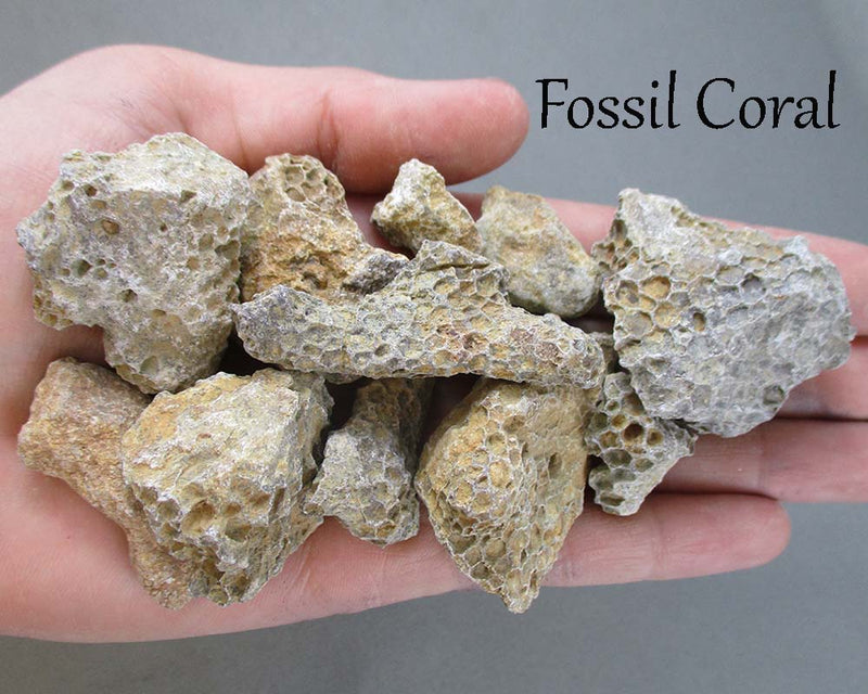 Bulk Fossil Pack 200 grams H143