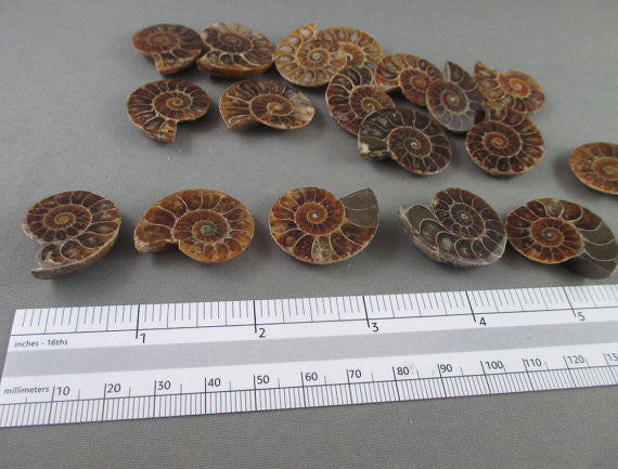Ammonite Fossils (Small) 2pcs T328
