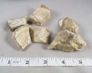Picture Jasper Raw Stones 3pcs H135**