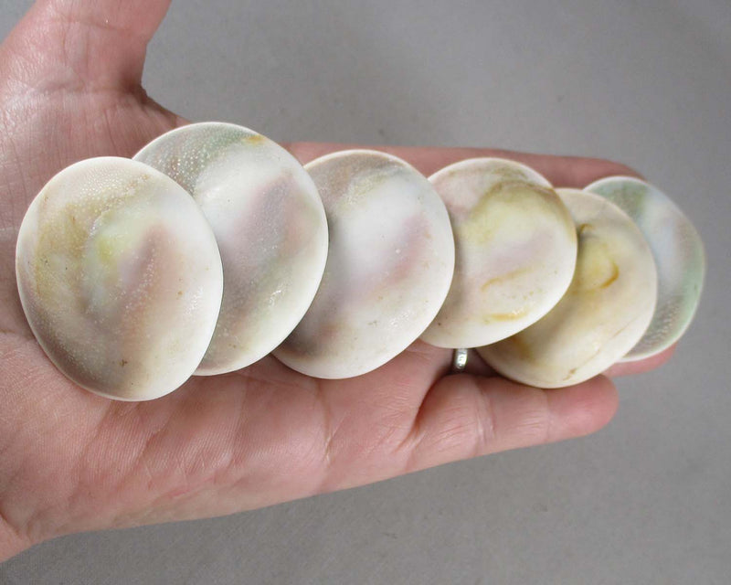 Cats Eye Shell 1pc T528*