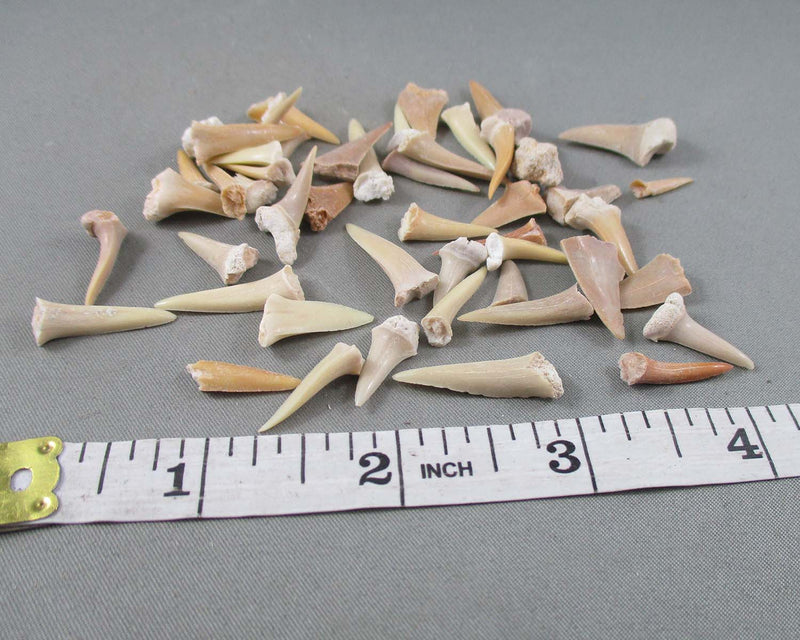 Sand Shark Teeth 20 Grams H014