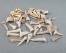 sand shark teeth