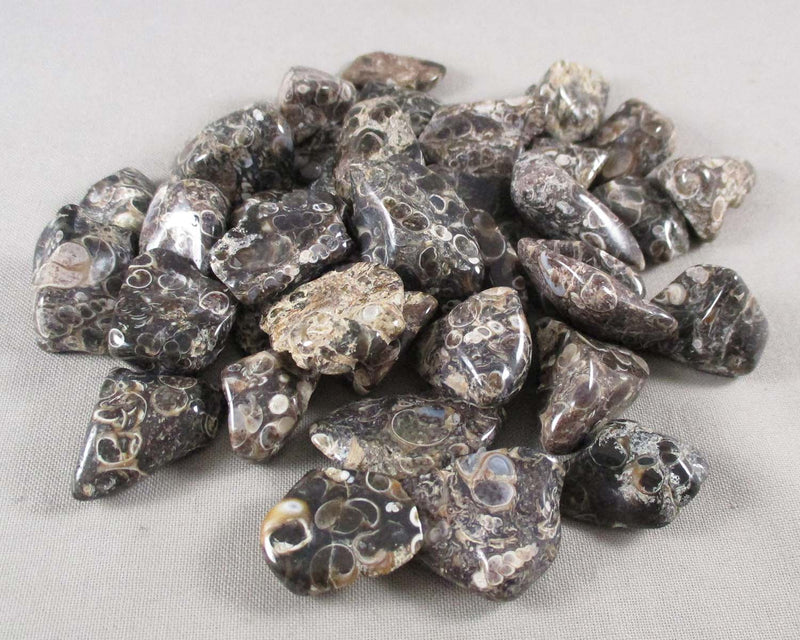 Turritella Agate Polished Stones 3pcs T236