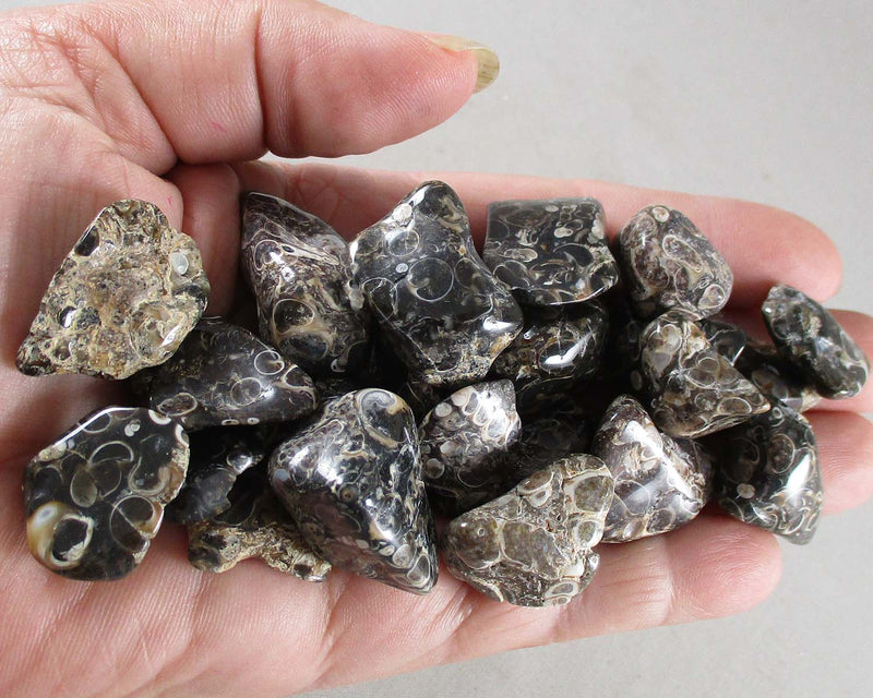 Turritella Agate Polished Stones 3pcs T236