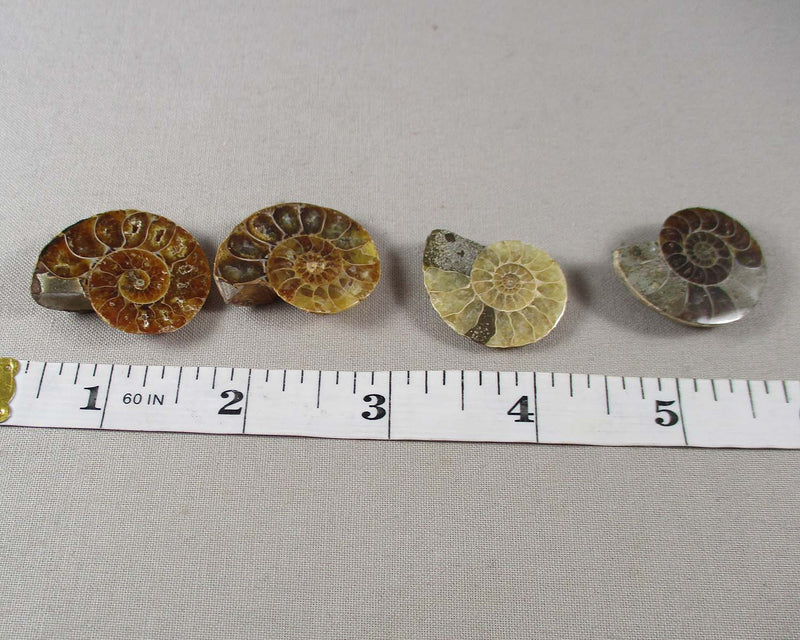Ammonite Fossil (Medium) 1pc (T562*)