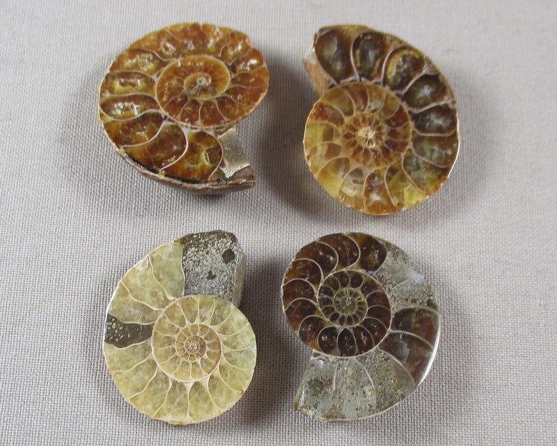 Ammonite Fossil (Medium) 1pc (T562*)
