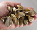 Picture Jasper Polished Stones 3pcs J178**