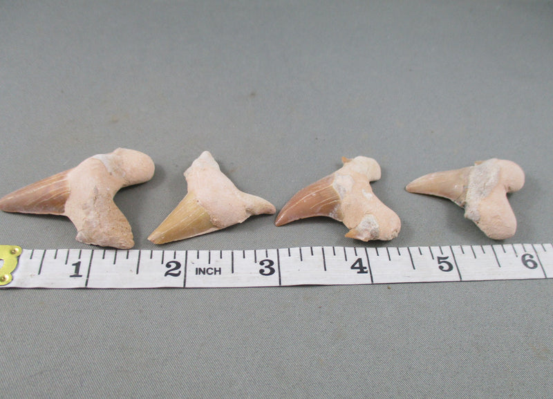 Shark Tooth (Otodus Obliquus) 1pc T609*