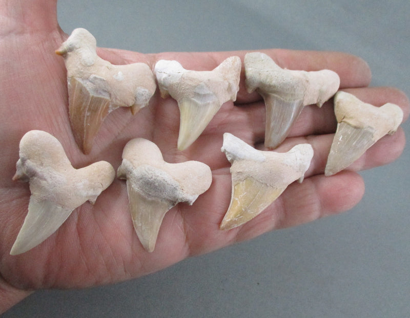 Shark Tooth (Otodus Obliquus) 1pc T609*